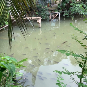 cau-ca-thu-gian